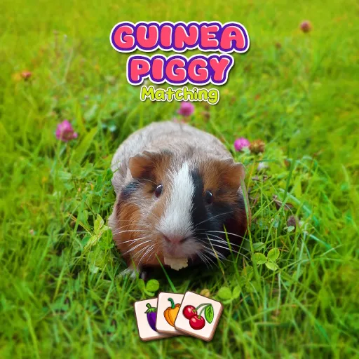 Guinea Piggy Matching